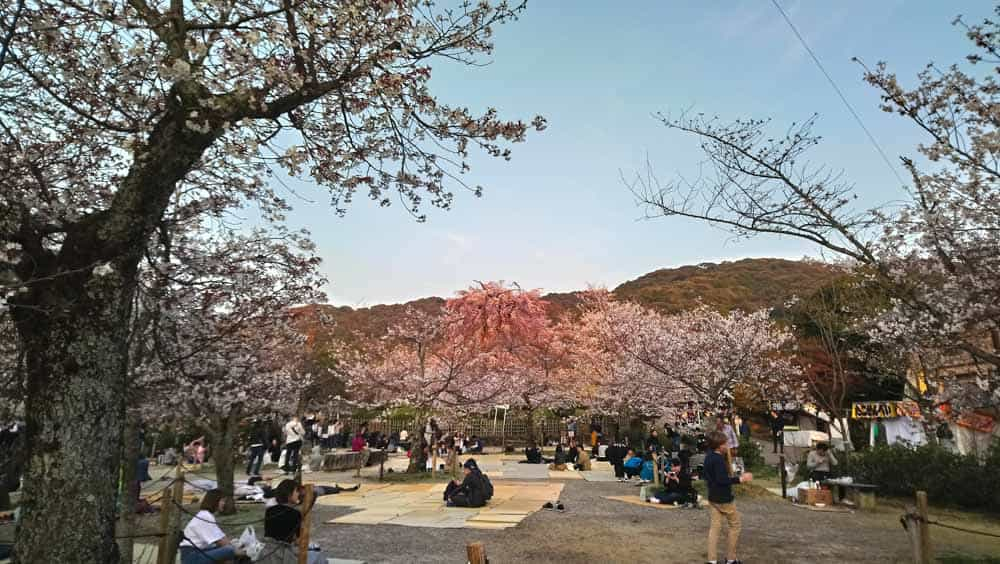 Hanami at Maruyama Park. People enjoying the sakura bloom