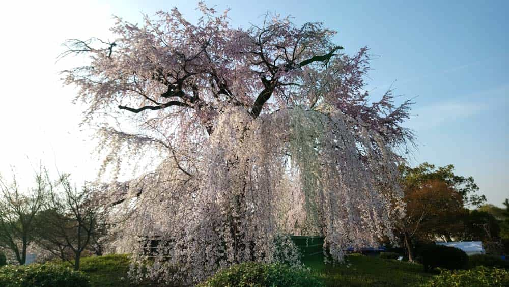 Japan Travel Guide: The oldest sakura tree in bloom at Maruyama Park, Kyoto