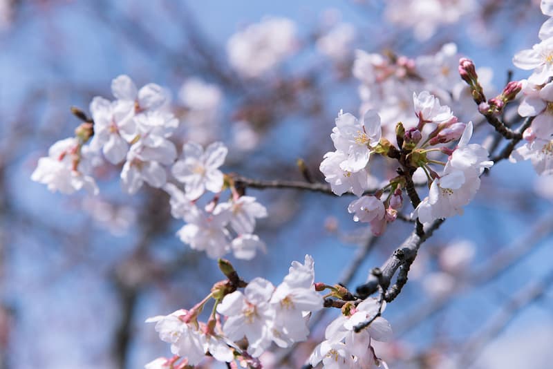 Sakura flower selective focus