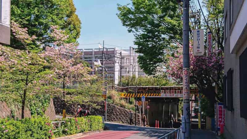 Sakura in bloom at Tokyo Train Station